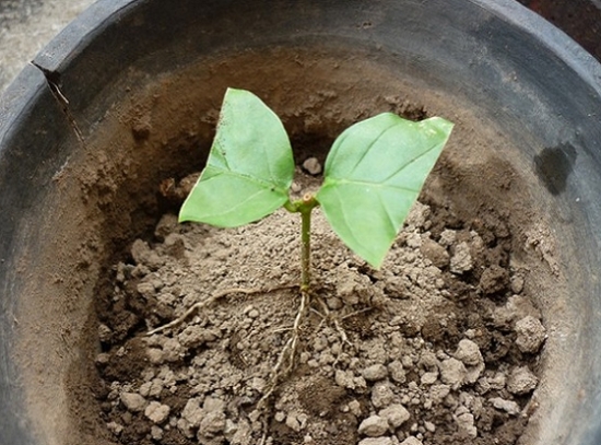 什么土最适合养花 什么土最适合养花:根据花卉的习性选择最佳的营养土