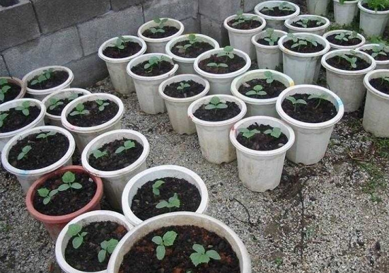 松针土养花 松针土适合养什么花:适合大多数花草,需和其他介质搭配使用