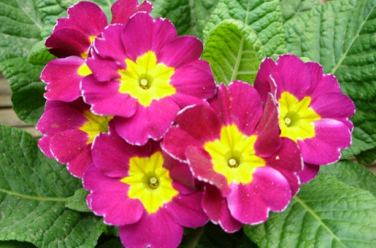 4月14日，属于你的情人节花卉