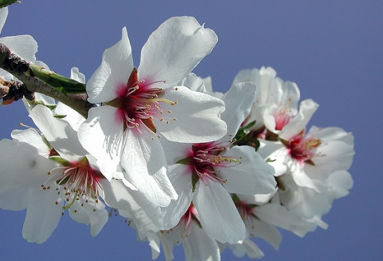 4月14日，属于你的情人节花卉