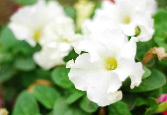 4月14日，属于你的情人节花卉