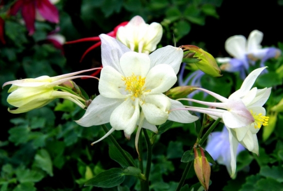 4月14日，属于你的情人节花卉