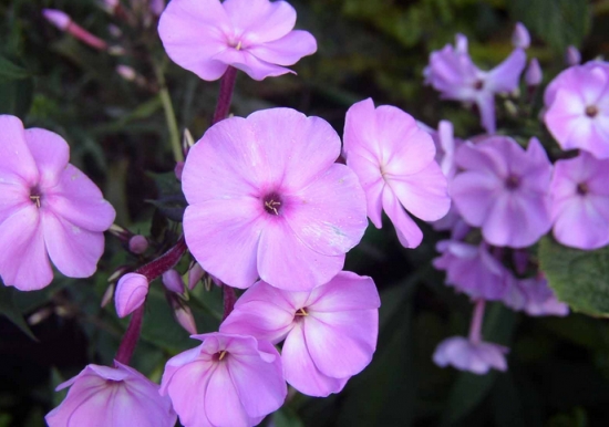 4月14日，属于你的情人节花卉
