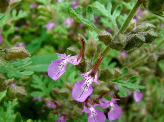 4月14日，属于你的情人节花卉