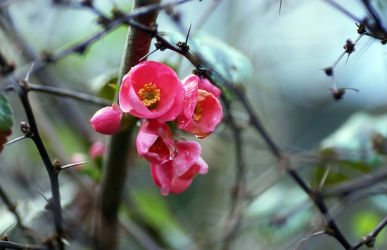 4月14日，属于你的情人节花卉