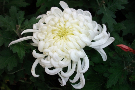 4月14日，属于你的情人节花卉