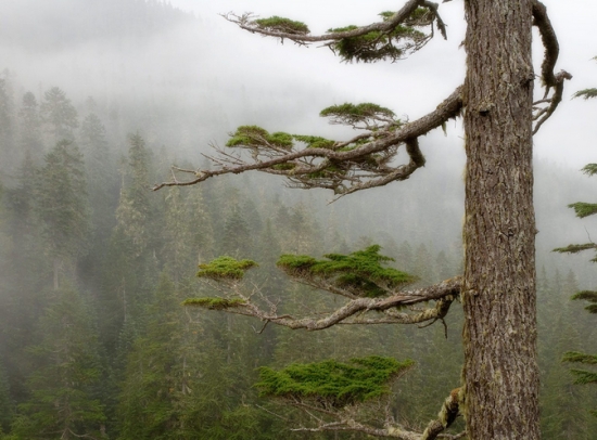 4月14日，属于你的情人节花卉