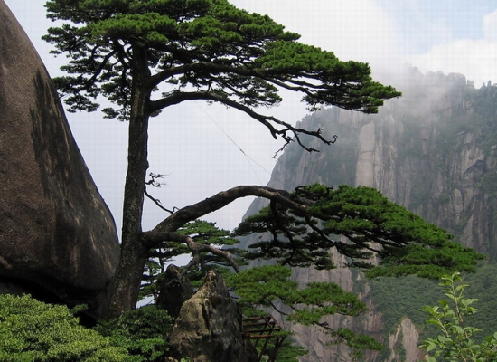 4月14日，属于你的情人节花卉
