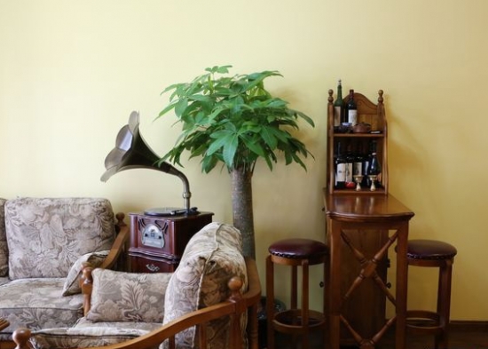 家居绿化如何摆放：根据花卉的习性、特征来摆放