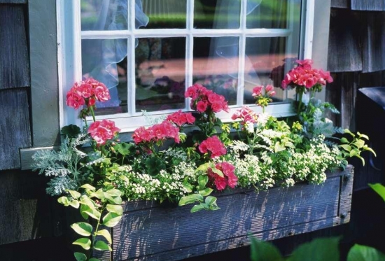 家居绿化如何摆放：根据花卉的习性、特征来摆放