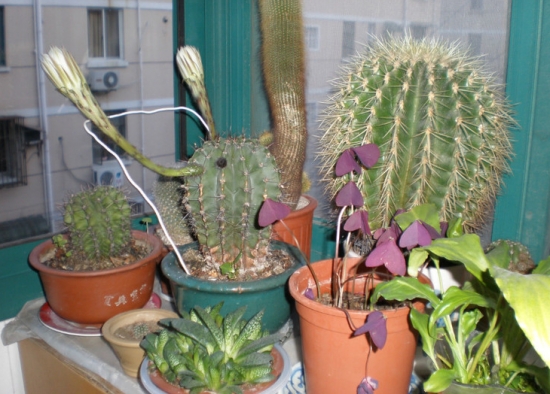 家居绿化如何摆放：根据花卉的习性、特征来摆放