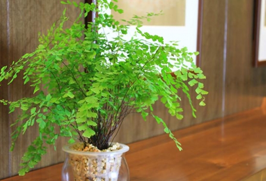 家居绿化如何摆放：根据花卉的习性、特征来摆放