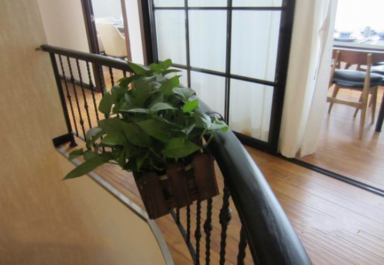 家庭养花七要素