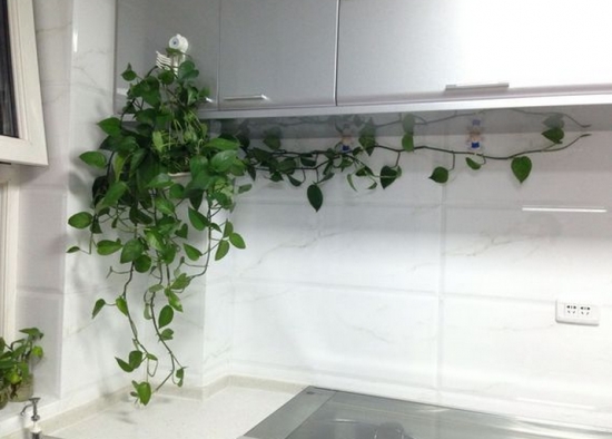 家庭养花七要素