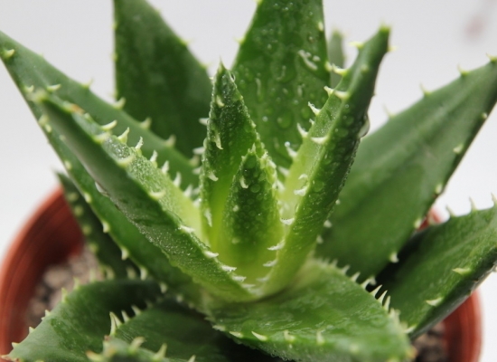 芦荟 最适合放在室内的三类植物:吸收有毒物质、驱蚊、杀病菌