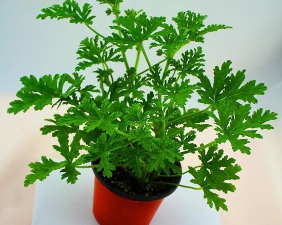 蚊净香草 最适合放在室内的三类植物:吸收有毒物质、驱蚊、杀病菌