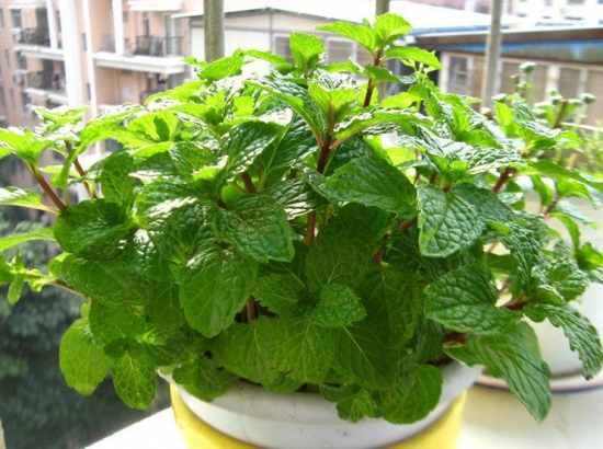 薄荷 最适合放在室内的三类植物:吸收有毒物质、驱蚊、杀病菌