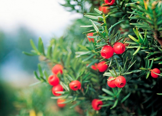红豆杉需要几年开花结果：不同种类的红豆杉结果年限也不同