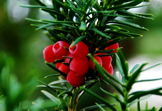 红豆杉需要几年开花结果：不同种类的红豆杉结果年限也不同