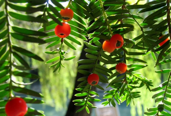 红豆杉需要几年开花结果：不同种类的红豆杉结果年限也不同