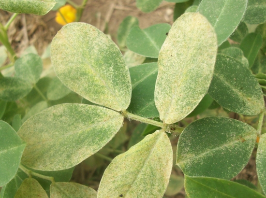 如何预防和治疗叶螨：分为预防篇、治疗篇、特别篇