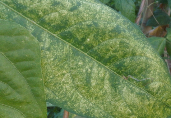 如何预防和治疗叶螨：分为预防篇、治疗篇、特别篇