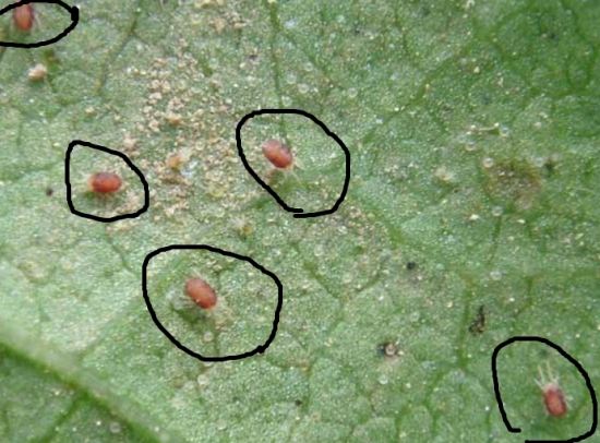 如何预防和治疗叶螨：分为预防篇、治疗篇、特别篇