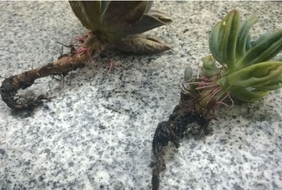 植物烂根的处理办法：每个种类的植物所处理的办法是不一样的