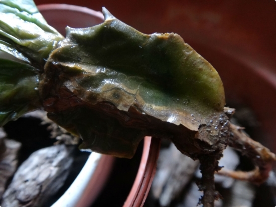 植物烂根的处理办法：每个种类的植物所处理的办法是不一样的