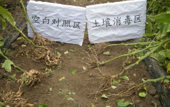 微波炉能给土壤消毒吗：可以，但不建议