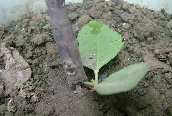 蚊香灰能当肥料使用吗：可以，但不建议长期使用