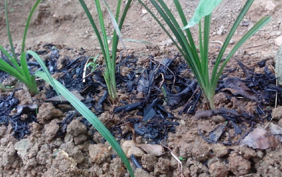 蚊香灰能当肥料使用吗：可以，但不建议长期使用