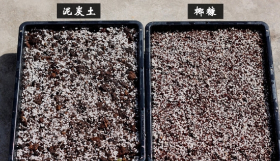 新手如何给多肉配土：按照自己的实际情况去配土