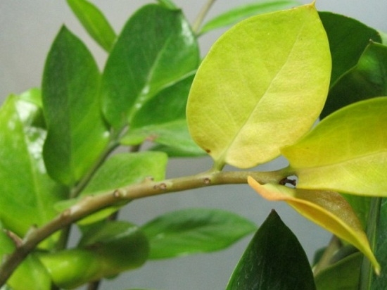 植物叶子发黄如何办：植物叶子发黄的常见原因及处理办法详解