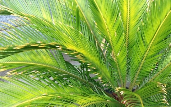 植物叶子发黄如何办：植物叶子发黄的常见原因及处理办法详解