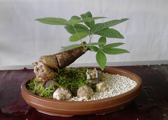 植物叶子发黄如何办：植物叶子发黄的常见原因及处理办法详解