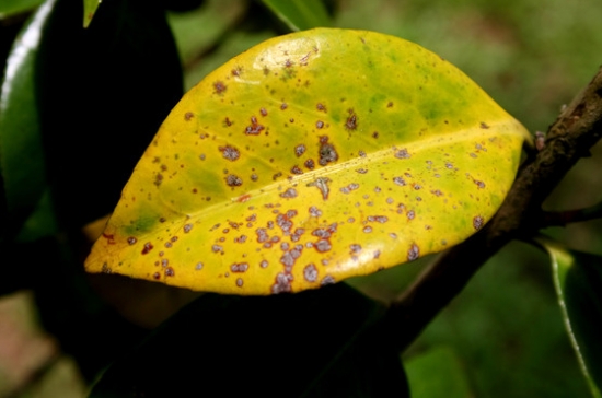植物叶子发黄的原因：发黄的原因及处理办法