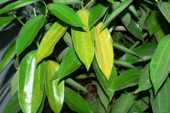 植物叶子发黄的原因 植物叶子发黄的原因:发黄的原因及处理办法