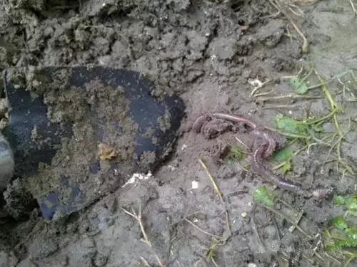 自制无土栽培营养液