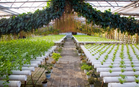 自制无土栽培营养液