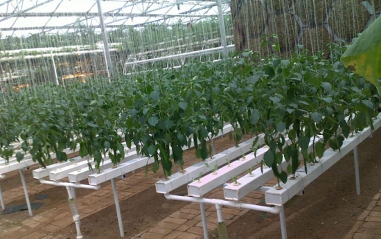 无土栽培技术：无土栽培技术的介绍