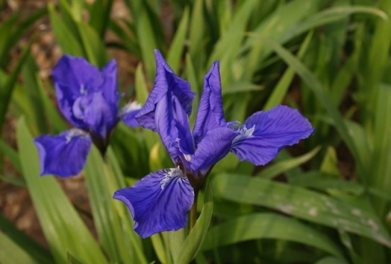 鸢尾花花期：花开到花落时间长