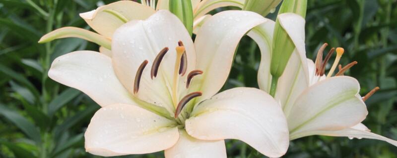 百合花叶子变黄如何办