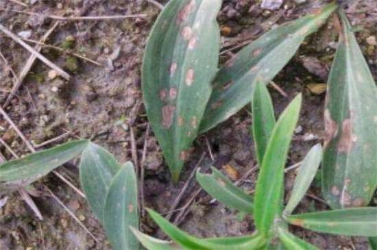 百合花叶子变黄如何办