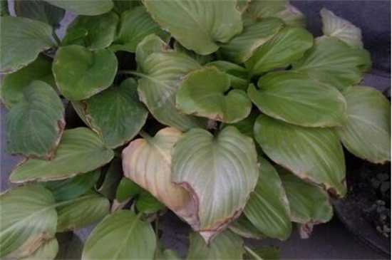 百合花叶子变黄如何办