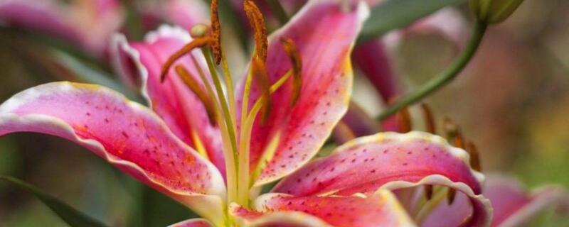 百合花水养办法