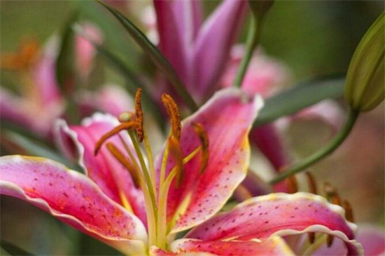 百合花蕊如何剪