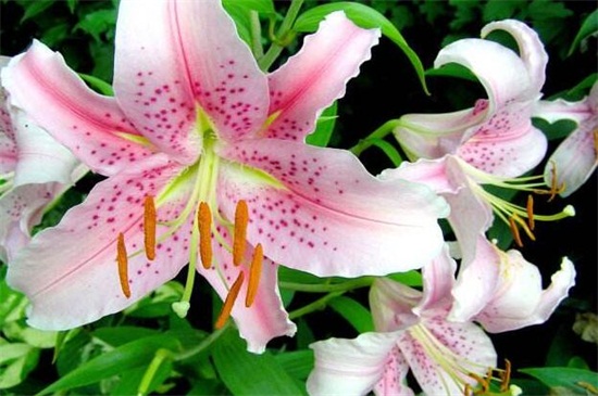 百合花蕊如何剪