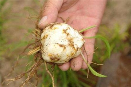 百合花的栽培办法,湿沙催芽和水肥管理是关键