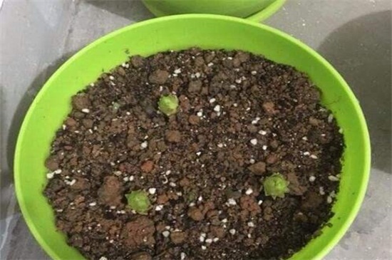 百合花的栽培办法,湿沙催芽和水肥管理是关键